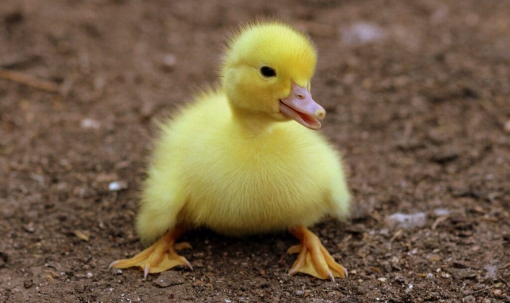 a cute baby duck doesn't need to take a skills test. lucky ducky!